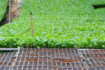 vegetable garden green leaves farm vegetables vegetable plot background