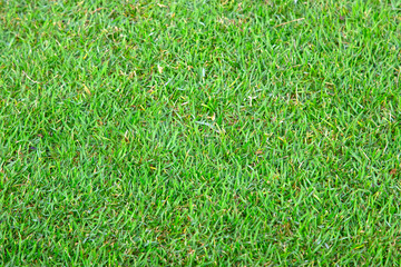 green grass texture background grass garden concept used for making green background football pitch, Grass Golf, green lawn pattern textured background.