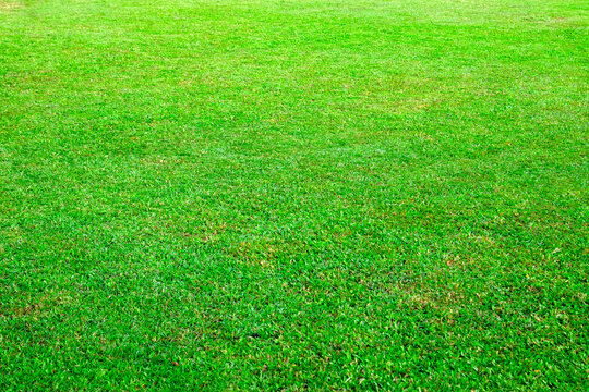 Green grass texture background grass garden concept used for making green background football pitch, Grass Golf, green lawn pattern textured background.