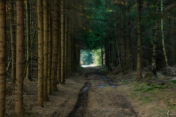 Fototapeta premium Path in dark spruce tree forest
