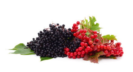 Viburnum and elderberry berries.