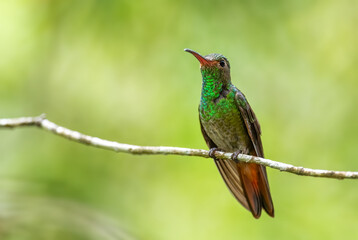 Rufous-tailed Hummingbird - Amazilia tzacatl, beautiful colorful small hummingbird from tropical forest of Volcán, Panama.