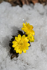 福を呼ぶ早春の花「福寿草（フクジュソウ）」