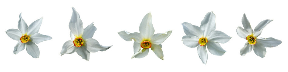 Collection of narcissus flowers isolated on transparent background.