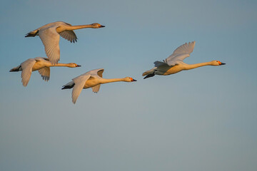 Obraz premium コハクチョウ