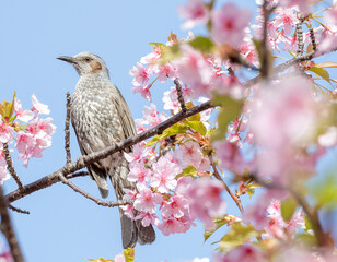 桜の枝に止まるヒヨドリ