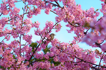 満開の河津桜の中でたたずむヒヨドリ