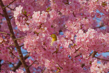 満開の桜の中でたたずむメジロ