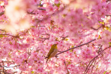 満開の桜の中でたたずむメジロ