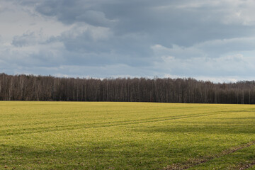 field and blue sky, green field, rapeseed field in spring, field in spring, farm land