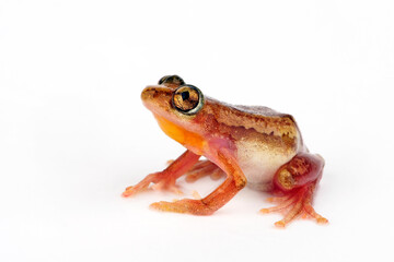 Brown banana frog, Striped spiny reed frog // Brauner Bananenfrosch (Afrixalus dorsalis)