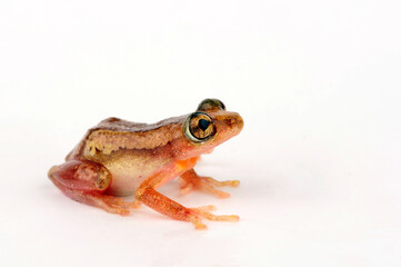 Brauner Bananenfrosch // Brown banana frog, Striped spiny reed frog  (Afrixalus dorsalis)