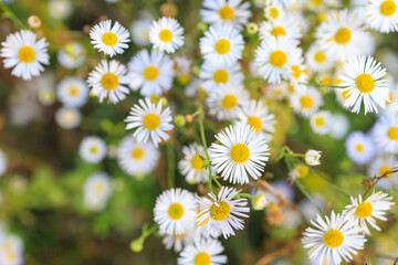 Wild field flowers, autumn daisies in the forest. Background, selective focus