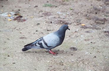 Wild city bird, lone gray dove.