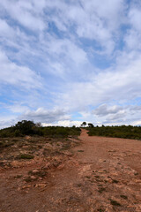 Stony path to a lonely pine tree