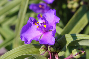Bright purple Andersoniana flower in the summer garden.