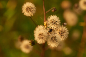 Samen des Orangeroten Habichtskraut (Hieracium aurantiacum )	