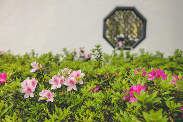 Fototapeta na wymiar a Pink azalea flowers, Plants Growing At Park