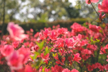 an red azalea, Azalea blooming on tree