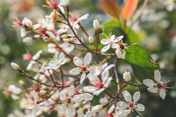 a Gypsophila flowers, White flowers at Natural Park