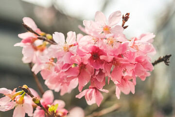 a beautiful sakura tree flower, seasonal cherry blossom flower