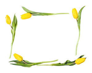 Frame of beautiful yellow tulips cut out. Holiday greeting card mock up © colnihko