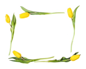 Frame of beautiful yellow tulips cut out. Holiday greeting card mock up
