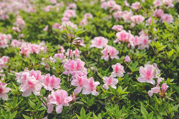 a Pink azalea flowers, Plants Growing At Park