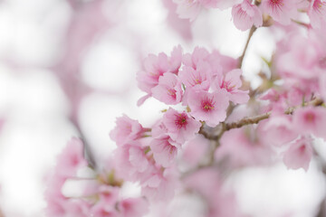 Fototapeta na wymiar 満開の桜の花　3月