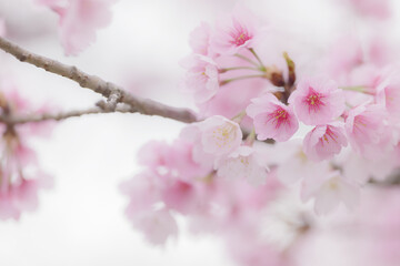 満開の桜の花　3月