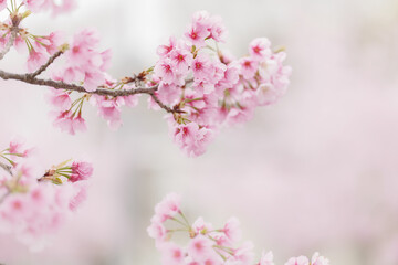 Fototapeta na wymiar 満開の桜の花　3月
