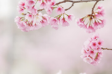 満開の桜の花　3月