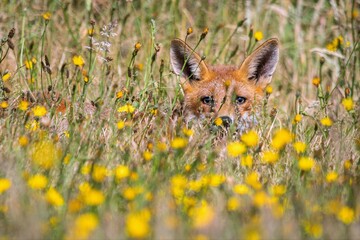 wild fox in the wild