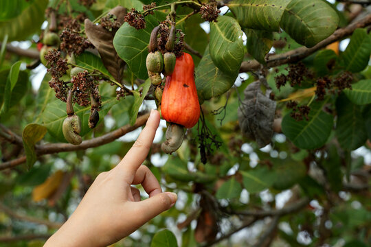 A gardener points his hand at the cashew fruit on the tree. The fruit looks like rose apple or pear.
At the end of the fruit there is a seed, shaped like a kidney.