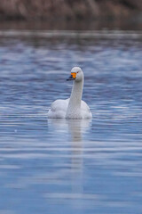 Fototapeta premium コハクチョウ