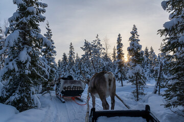 Reindeer ride through the winterly landscape of Finnish Lapland
