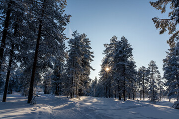 Path through the winterly forest in Rovaniemi, Finland