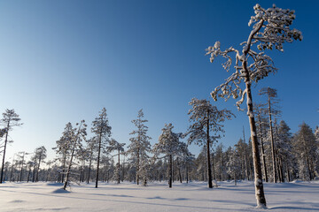 Single trees in a winterly landscape in Finnish Lapland