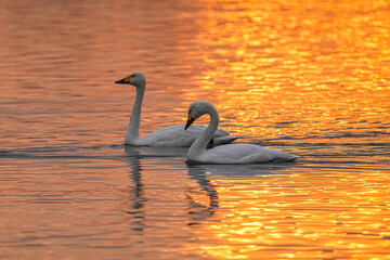 コハクチョウ © shonen