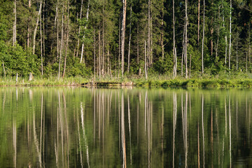 Lake in the forest