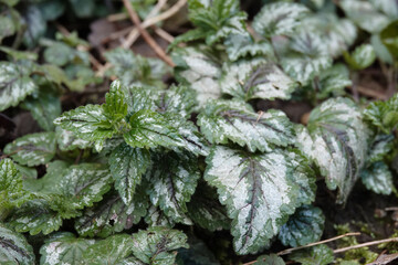 Closeup on the silver painted afs of the early spring blossoming Variegated Yellow Archangel, Lamium galeobdolon, Lamium galeobdolon