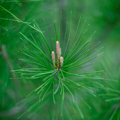 FLORES DE PINO (Pinus Densiflora)