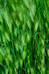 PLANTA SILVESTRE DE CEBADILLA RATONERA (Hordeum Marinuru)