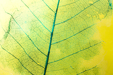 Obraz premium Dead leaf skeleton structure painted with green on yellow background