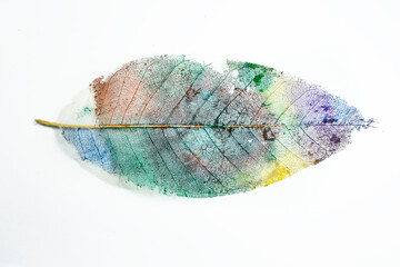 Multicolor painted skeleton leaf, isolated on white background - Powered by Adobe