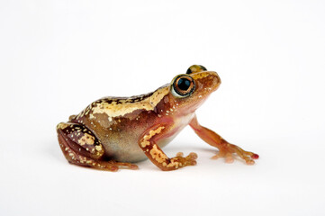 Brown banana frog, Striped spiny reed frog // Brauner Bananenfrosch (Afrixalus dorsalis)