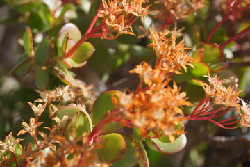 volver a florecer en primavera