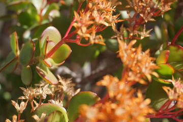 plantas y flores en primavera