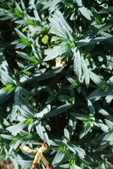 plantas verdes con flor