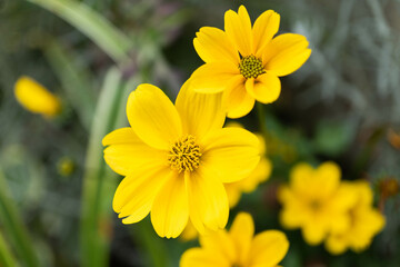 シモツキコスモス